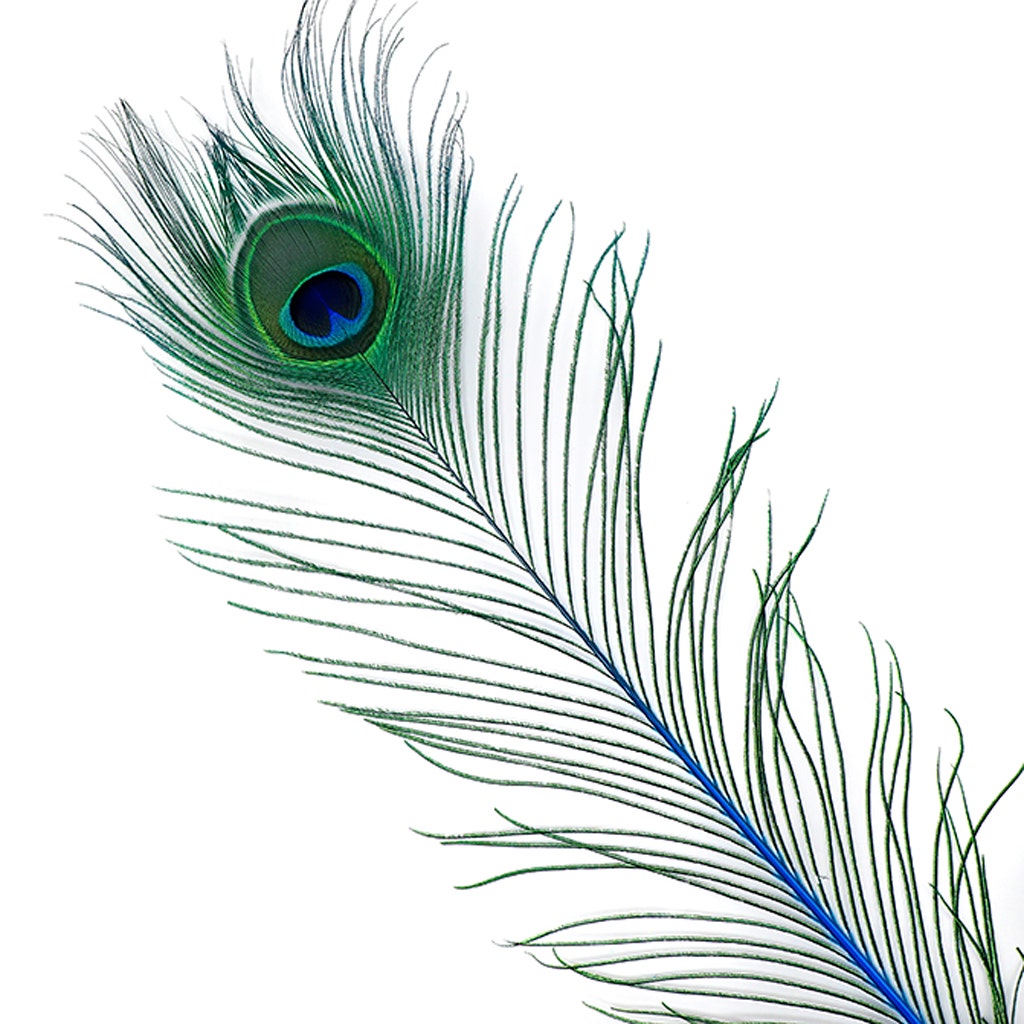 Peacock Tail Eyes Stem Dyed - 25-40 Inch - 100 PCS - Dark Turquoise