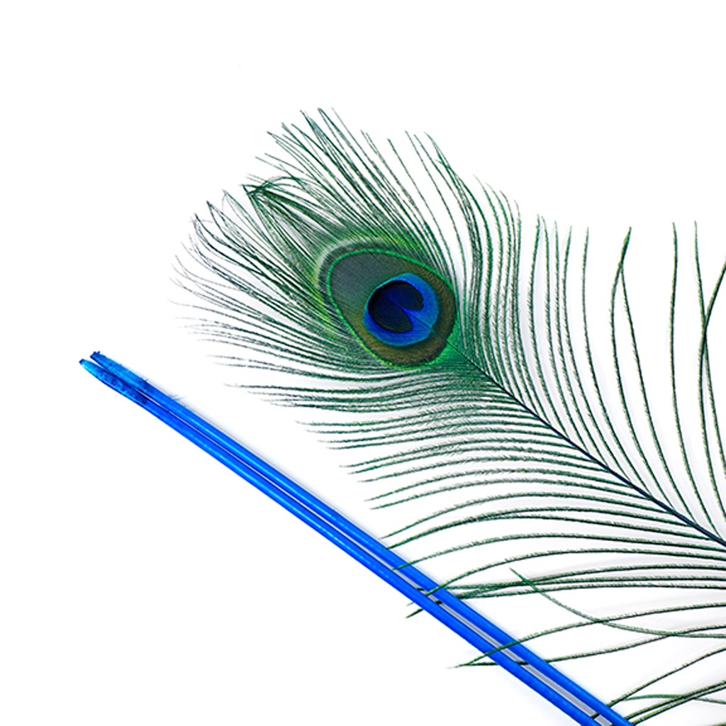 Peacock Tail Eyes Stem Dyed - 25-40 Inch - 100 PCS - Dark Turquoise