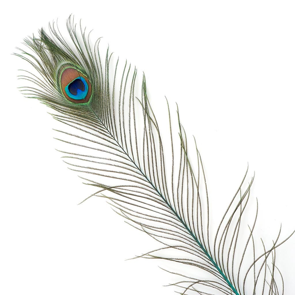 Peacock Tail Feathers