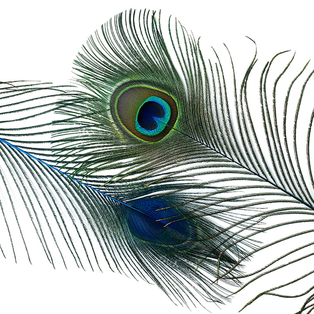 Peacock Feather Eyes Stem Dyed - 25-40 Inch - 10 PCS - Dark Turquoise