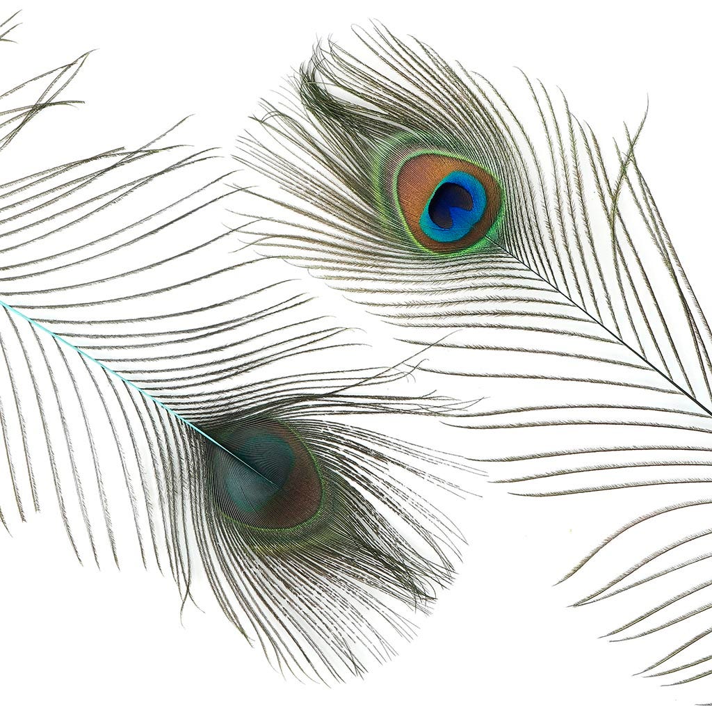 Peacock Feather Eyes Stem Dyed - 25-40 Inch - 10 PCS Light Turquoise