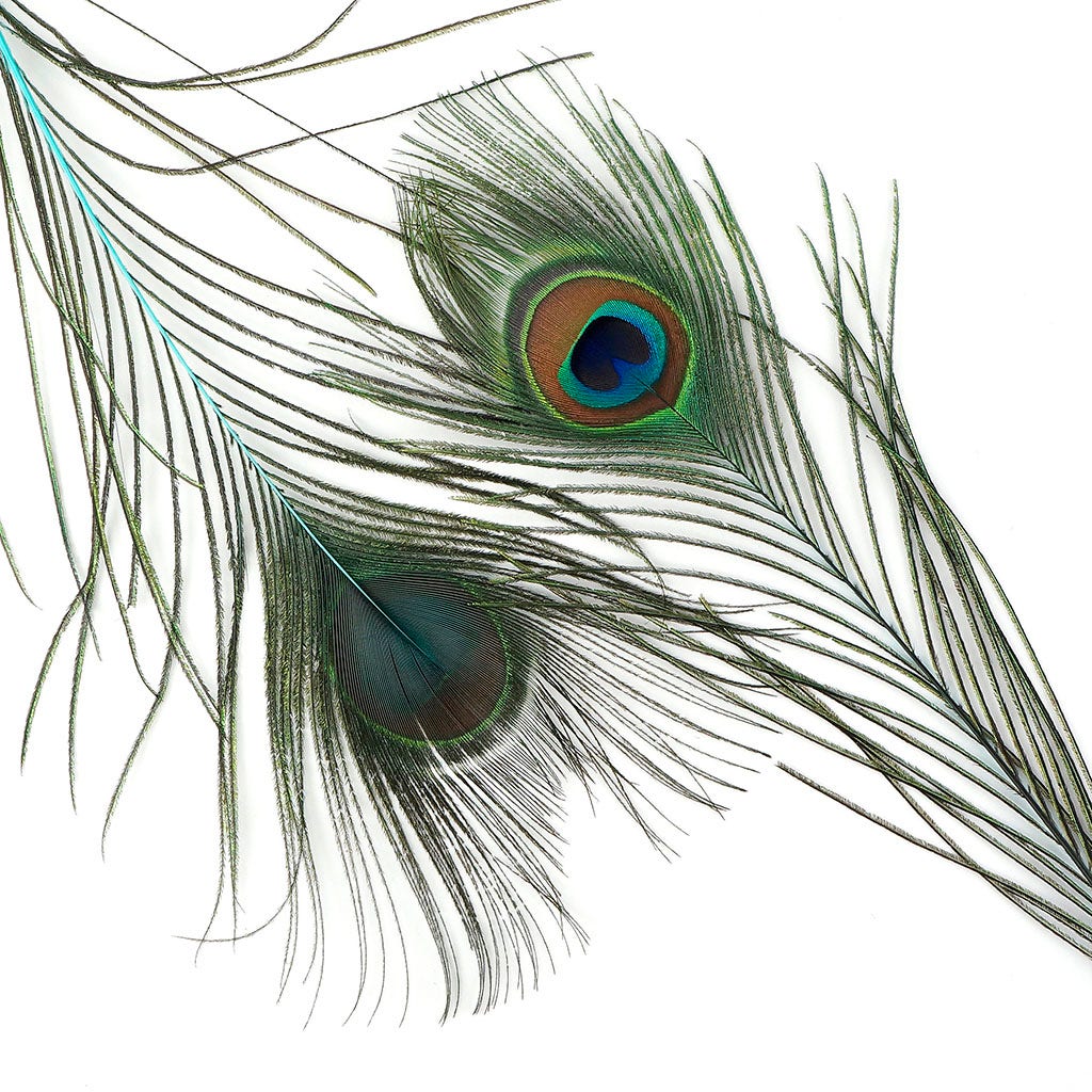 Peacock Feather Eyes Dyed Stem Lt Turquoise