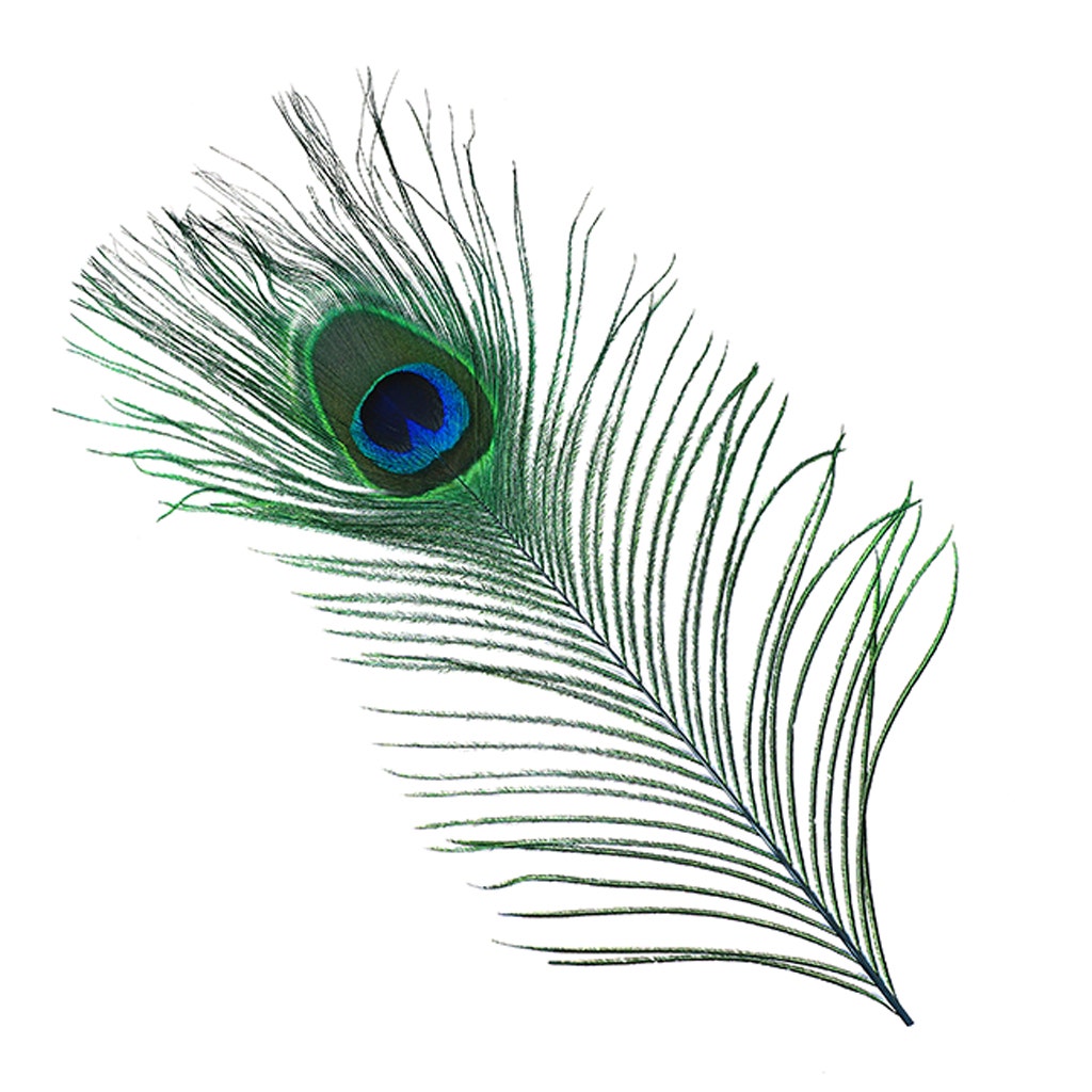 Bulk Peacock Eye Feathers (Full Eye) Stem Dyed - 100 pc - 8-15" - Dark Turquoise