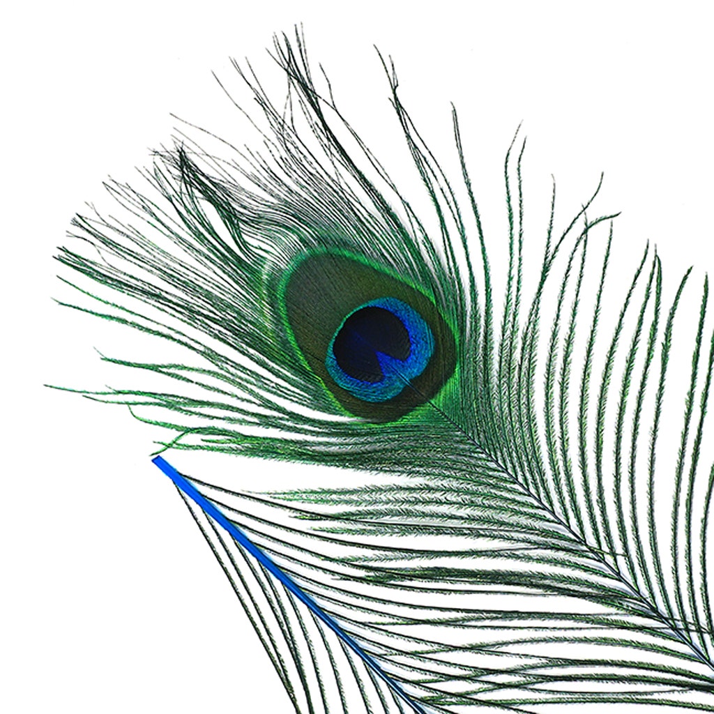 Bulk Peacock Eye Feathers (Full Eye) Stem Dyed - 100 pc - 8-15" - Dark Turquoise