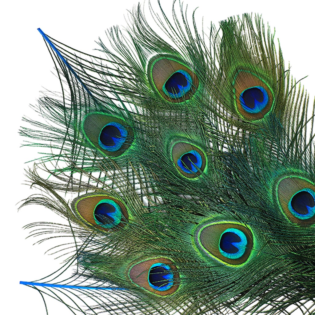 Bulk Peacock Eye Feathers (Full Eye) Stem Dyed - 100 pc - 8-15" - Dark Turquoise