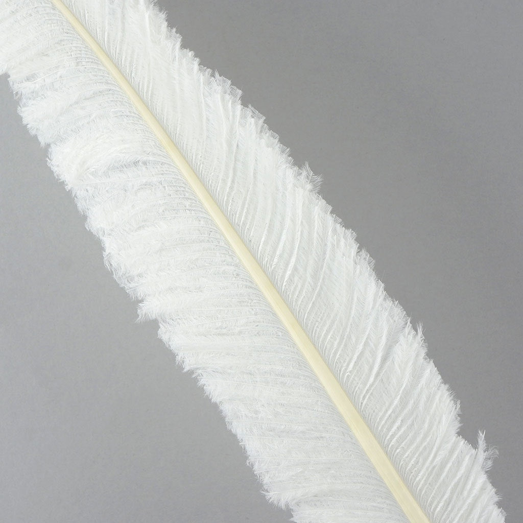 Ostrich Nandu Selected Feathers 12 PCS - White