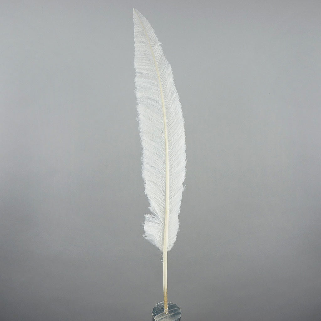 Ostrich Nandu Selected Feathers 12 PCS - White