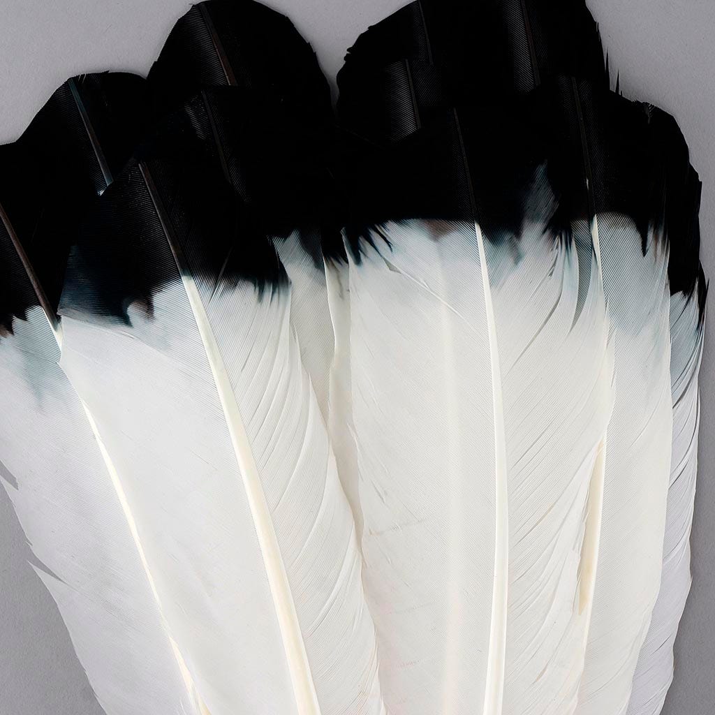 Imitation Eagle Turkey Quills - Black