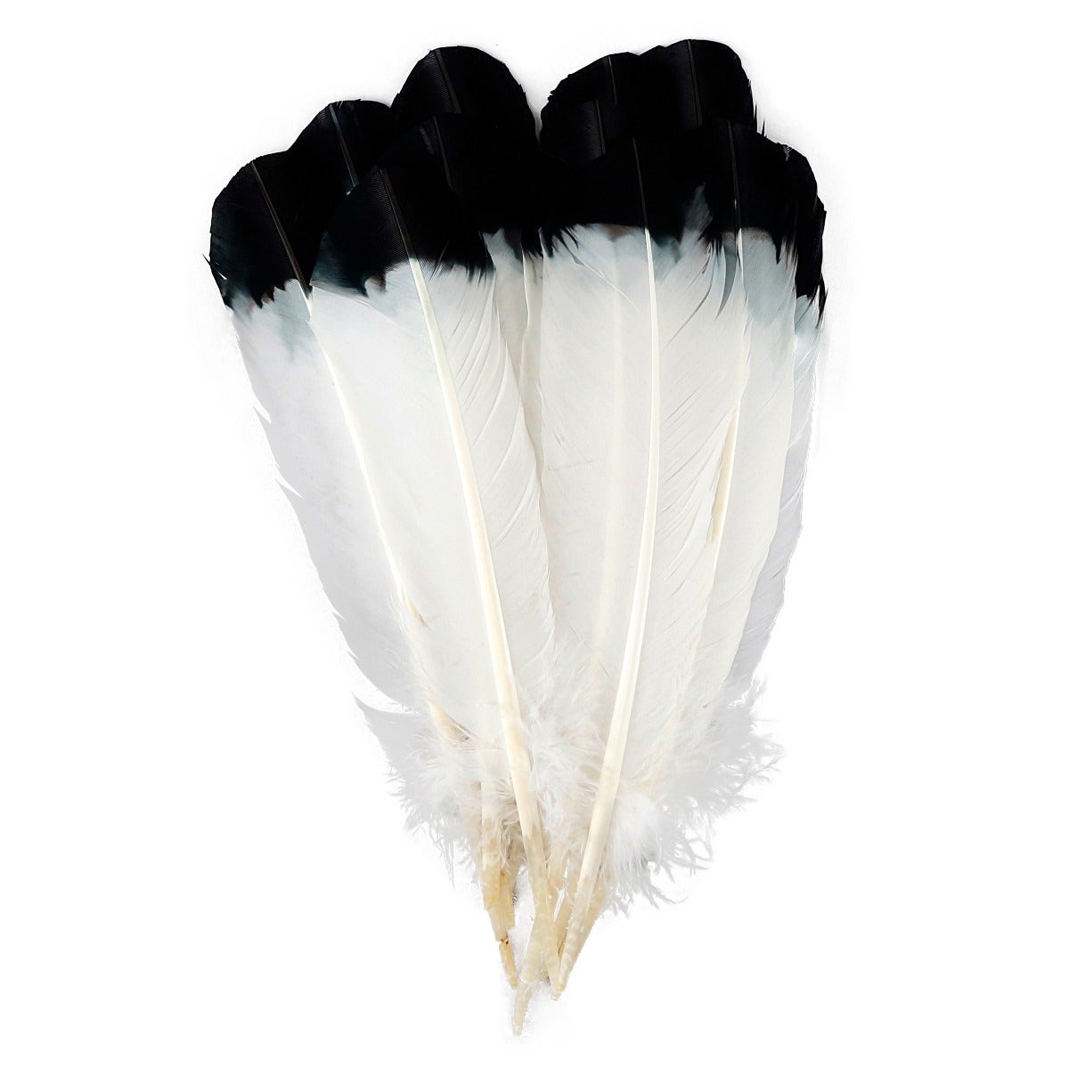 Imitation Eagle Turkey Quills - Black