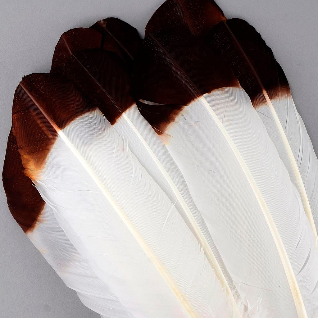 Imitation Eagle Turkey Quills - Brown