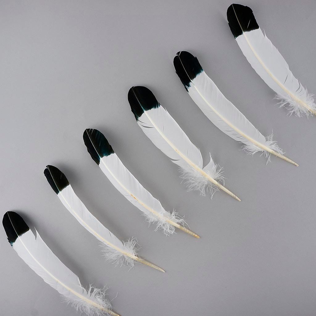 Imitation Eagle Turkey Quills - Black