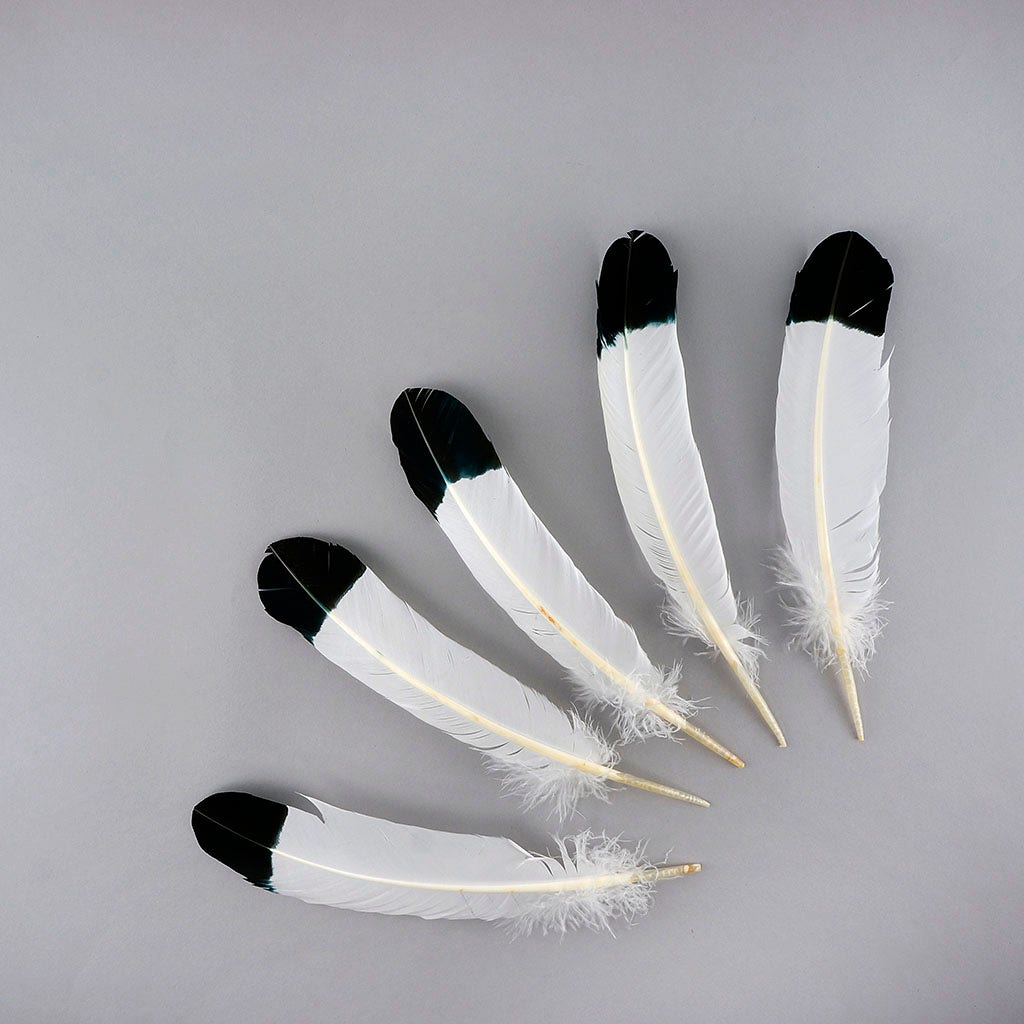 Imitation Eagle Turkey Quills - Black