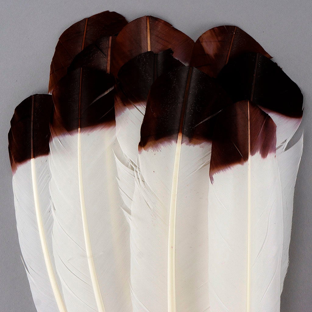 Imitation Eagle Turkey Quills - Brown