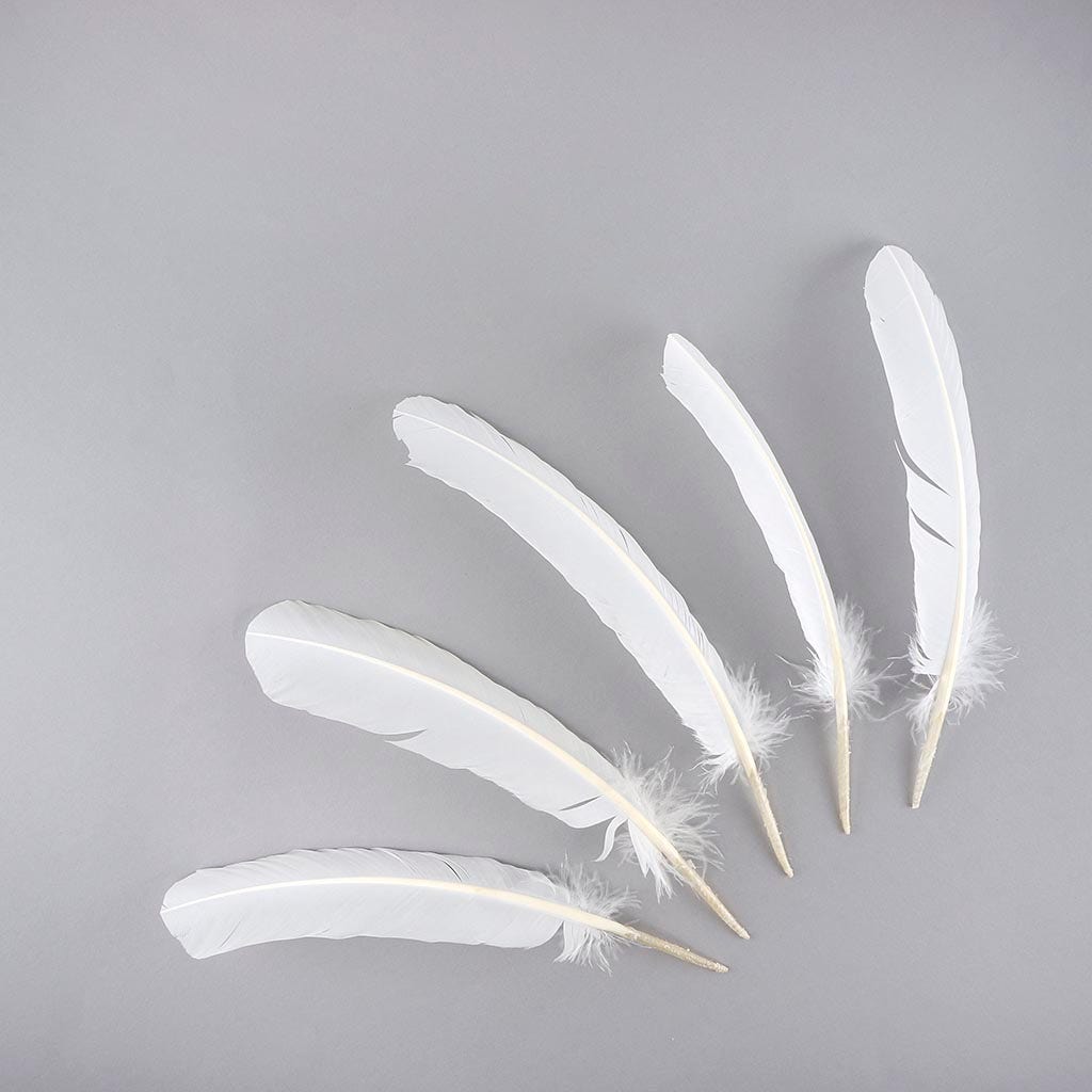 Turkey Quills Selected - White