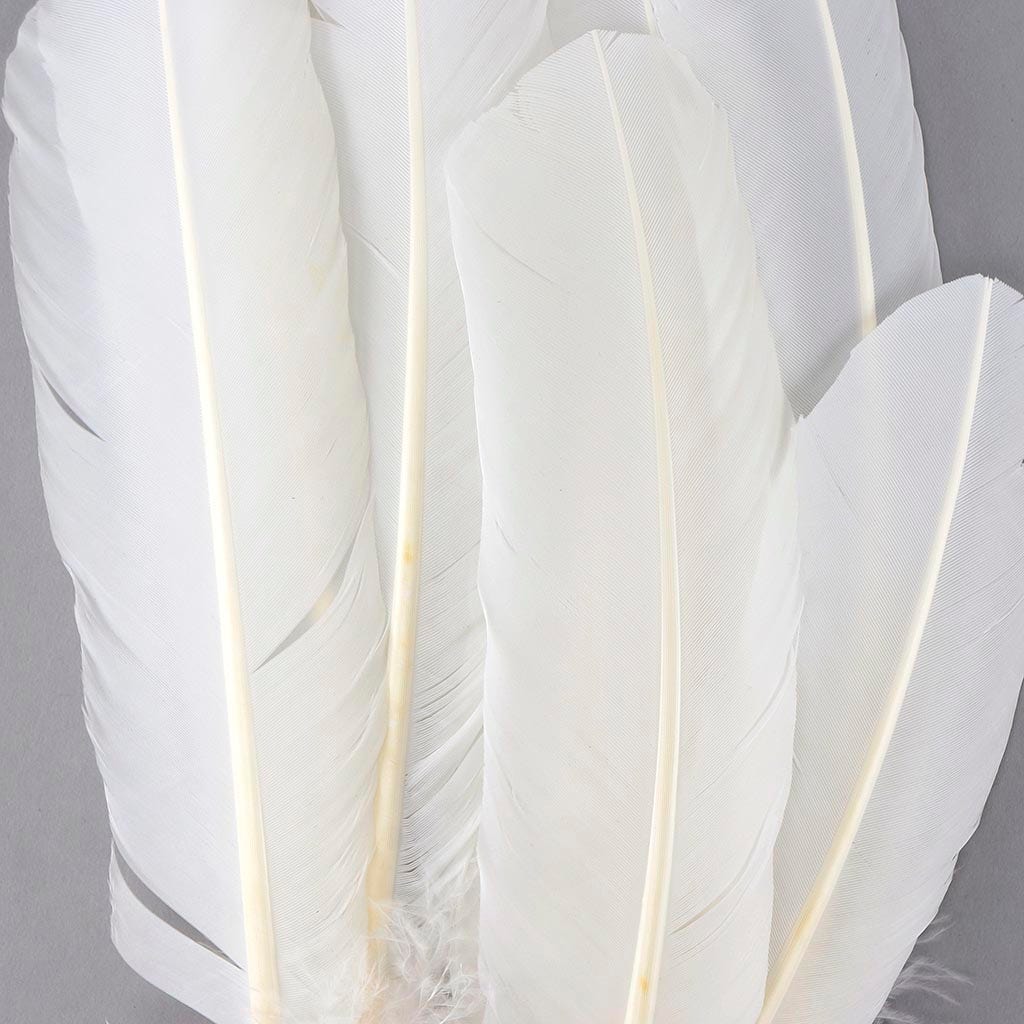 Turkey Quills Selected - White