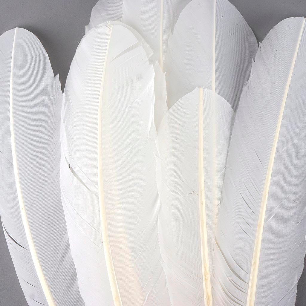 Turkey Quills Selected - White