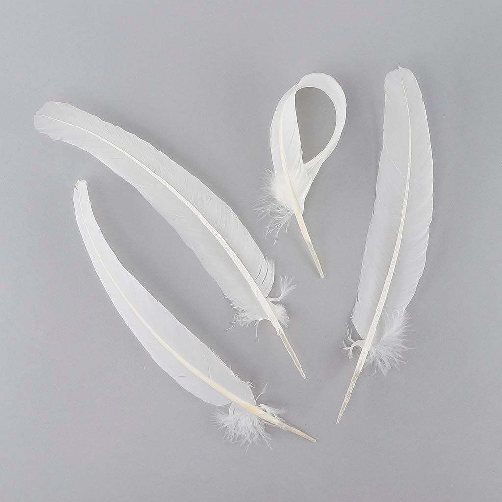 Parried Turkey Quills Selected - White