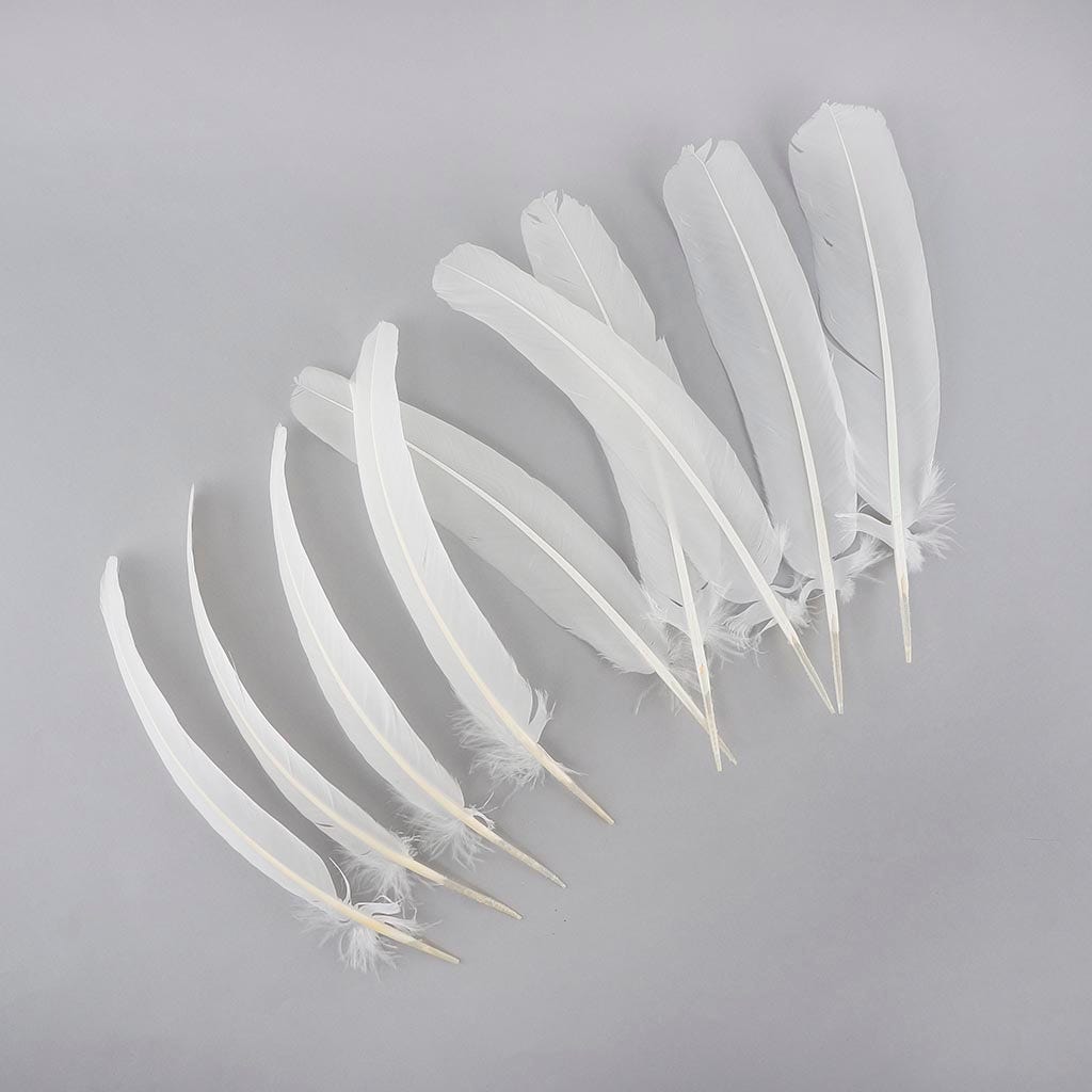 Parried Turkey Quills Selected - White