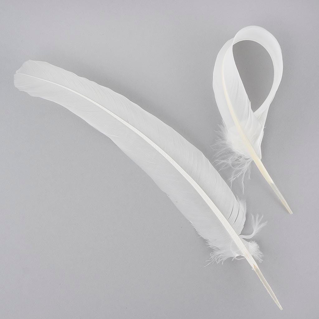 Parried Turkey Quills Selected - White