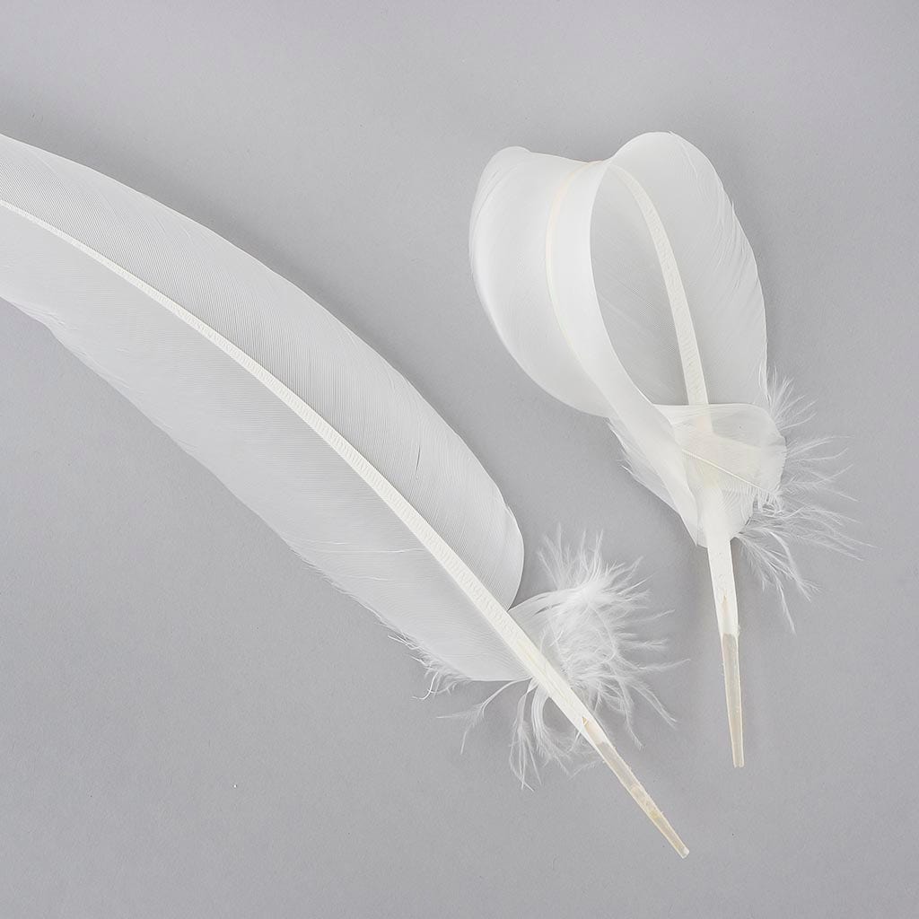 Parried Turkey Quills Selected - White