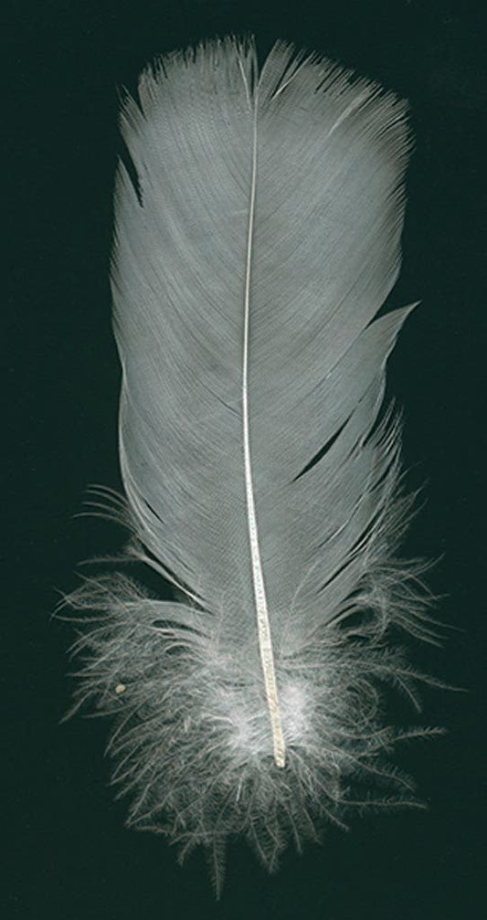 White Parried Turkey Tails - White