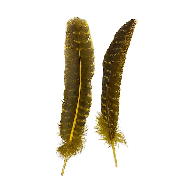 Barred Turkey Quills - Right Wing - 8-12 inches - 12 pc - Yellow