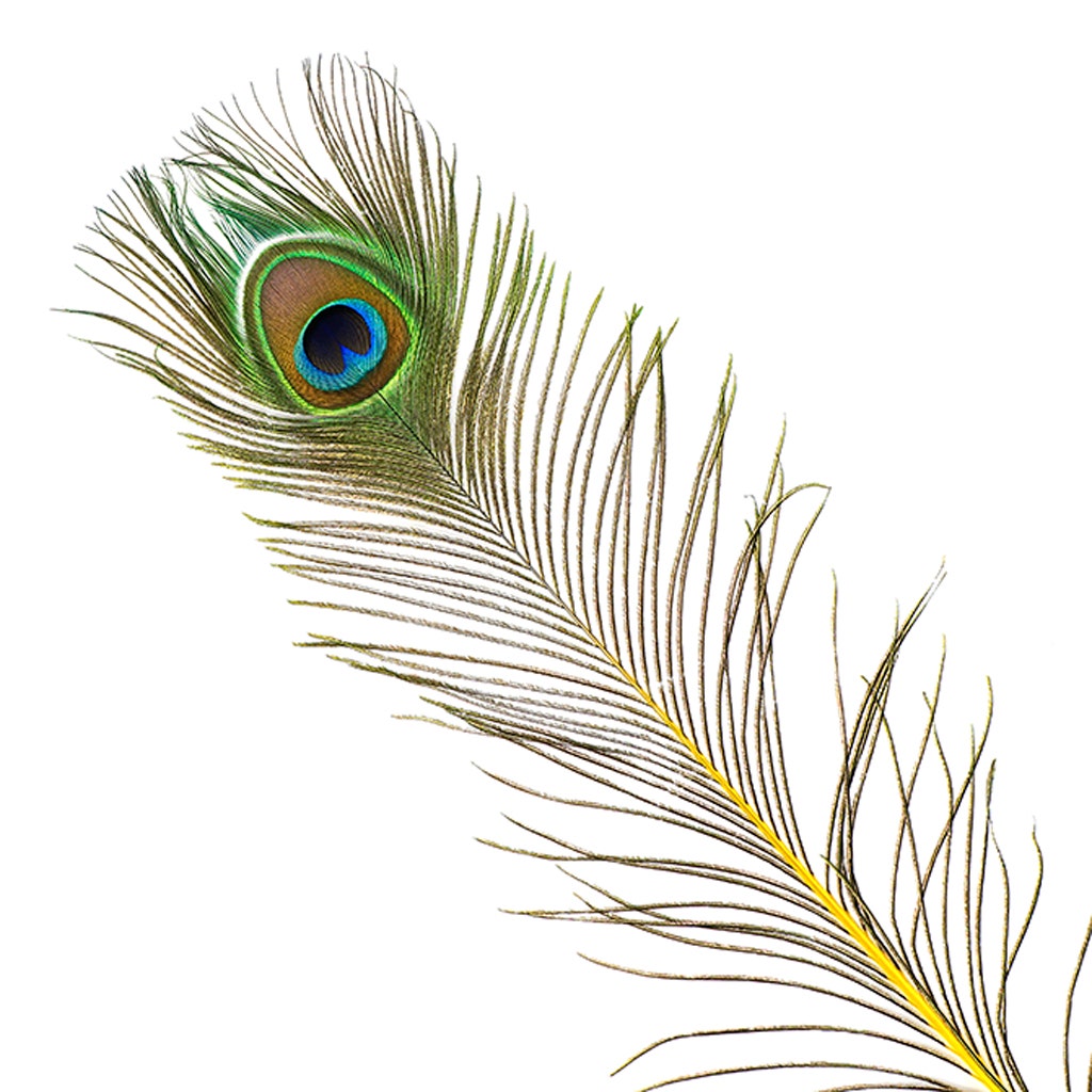 Peacock Tail Eyes Stem Dyed - 25-40 Inch - 100 PCS - Yellow