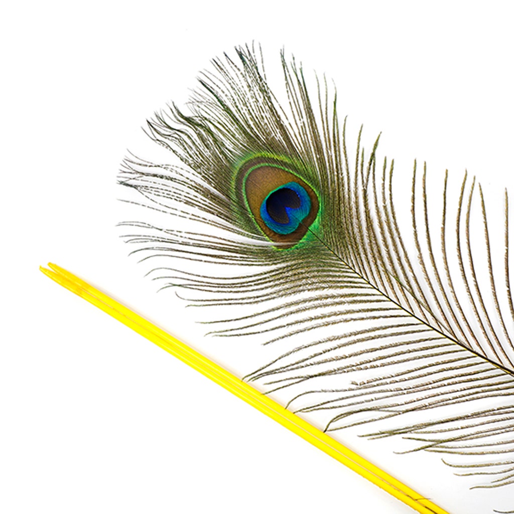 Peacock Tail Eyes Stem Dyed - 25-40 Inch - 100 PCS - Yellow