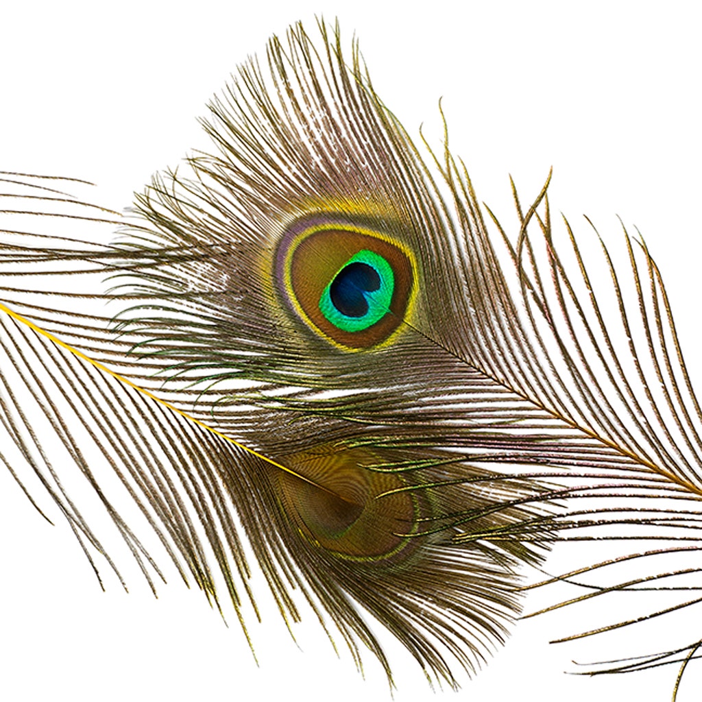 Peacock Feather Eyes Stem Dyed - Yellow