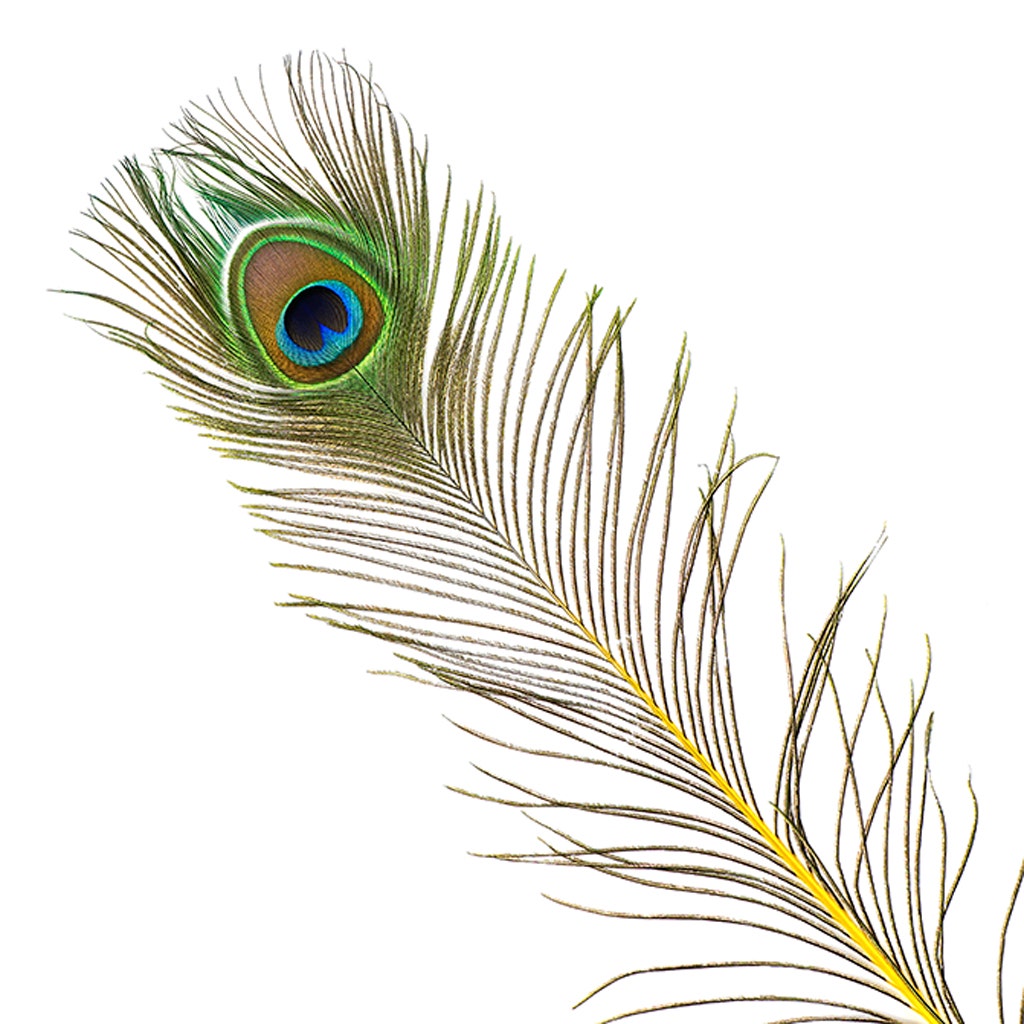 Peacock Feather Eyes Stem Dyed - Yellow