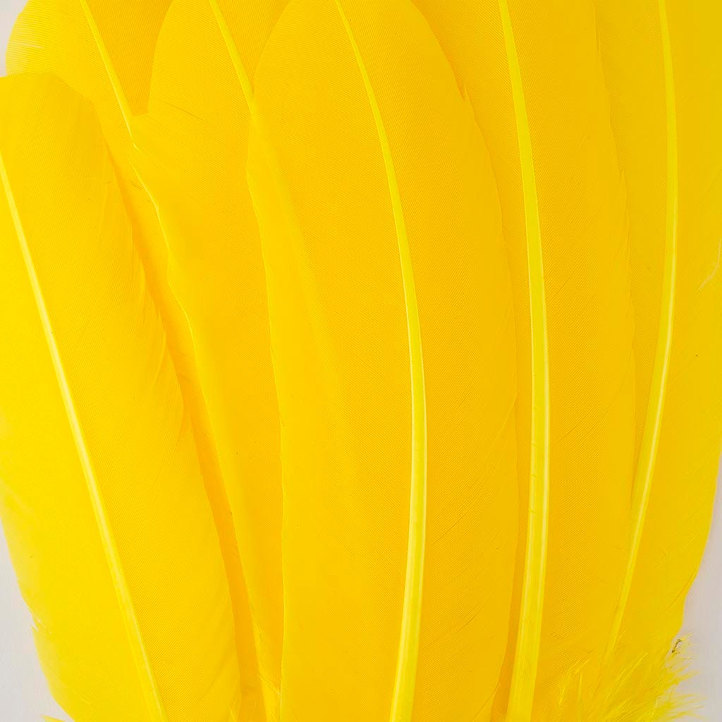 Turkey Quills Selected - Yellow